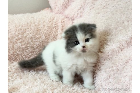 販売中の三重県のスコティッシュフォールド(折れ耳)-116099の6枚目