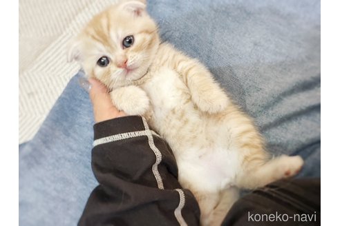 販売中の徳島県のスコティッシュフォールド(折れ耳)-116100の2枚目