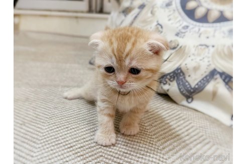 販売中の徳島県のスコティッシュフォールド(折れ耳)-116100の4枚目
