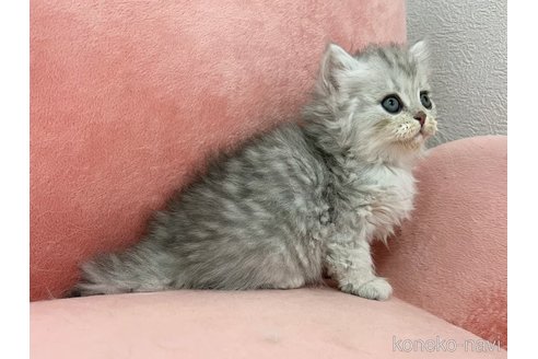 販売中の兵庫県のブリティッシュロングヘア-116104の3枚目