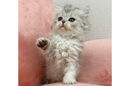 販売中の兵庫県のブリティッシュロングヘア-116104の2枚目