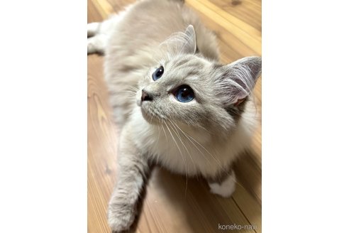 エマ・ワトソンちゃん1枚目