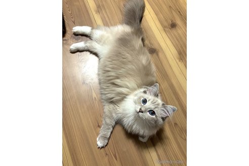 エマ・ワトソンちゃん1枚目