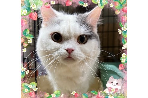 の千葉県の-