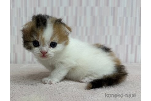 販売中の千葉県のスコティッシュフォールド(折れ耳)-116107の2枚目