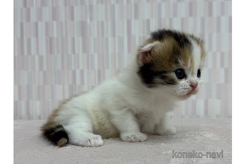 販売中の千葉県のスコティッシュフォールド(折れ耳)-116107の3枚目