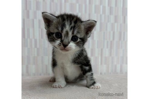 販売中の千葉県のアメリカンショートヘア-116115の2枚目