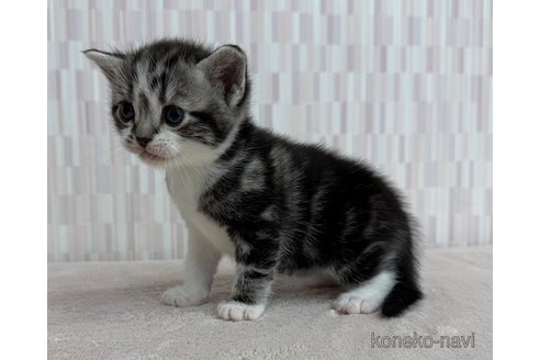 販売中の千葉県のアメリカンショートヘア-116115の3枚目