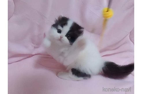 販売中の愛媛県のミヌエット-116118の2枚目