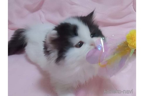 販売中の愛媛県のミヌエット-116118の4枚目