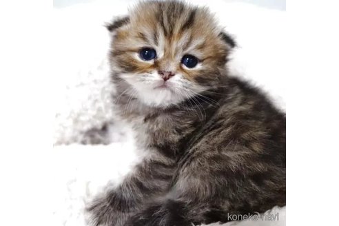 販売中の埼玉県のスコティッシュフォールド(折れ耳)-116122の2枚目