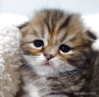 販売中の埼玉県のスコティッシュフォールド(折れ耳)-116122の1枚目