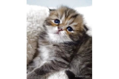 販売中の埼玉県のスコティッシュフォールド(折れ耳)-116122の4枚目