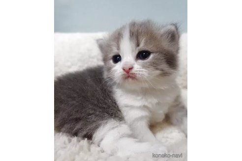 販売中の埼玉県のスコティッシュフォールド-116123の3枚目