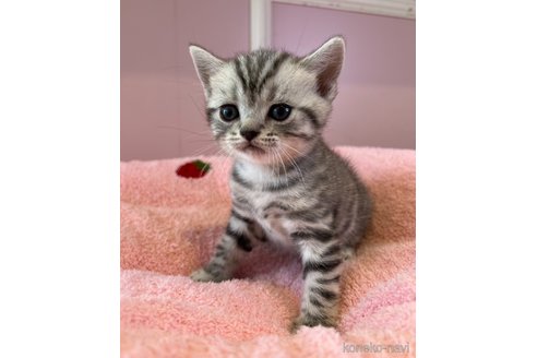 販売中の広島県のミックス-114861