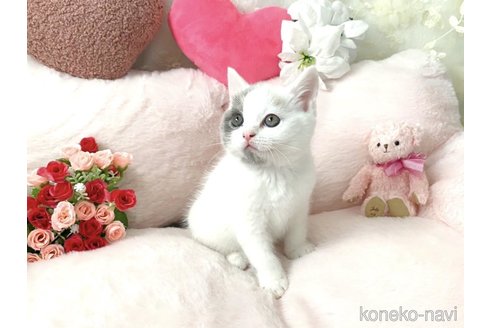 販売中の滋賀県のマンチカン-116138の2枚目