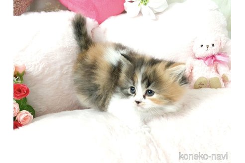 販売中の滋賀県のスコティッシュフォールド-116139の3枚目