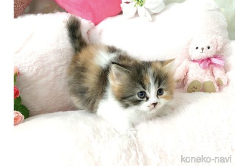 販売中の滋賀県のスコティッシュフォールド-116139の2枚目