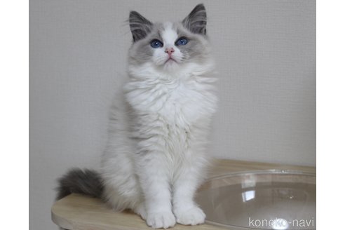 成約済の山梨県のラグドール-111578の6枚目