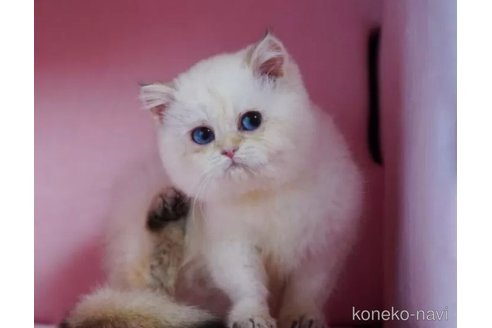 販売中の千葉県のブリティッシュショートヘア-116150の4枚目