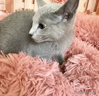 販売中の愛知県のロシアンブルー-116151の6枚目