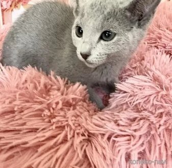 販売中の愛知県のロシアンブルー-116151の3枚目