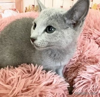 販売中の愛知県のロシアンブルー-116151の4枚目