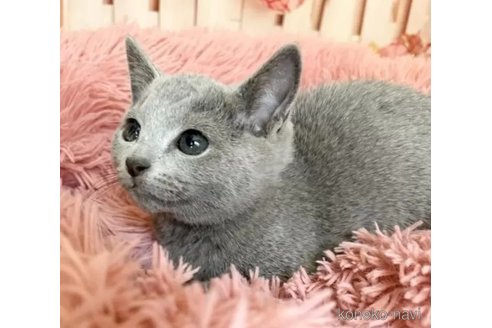 商談中の愛知県のロシアンブルー-116152の2枚目