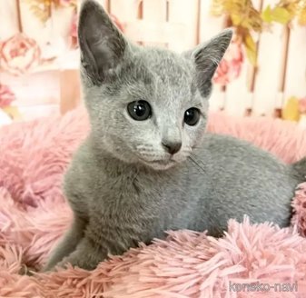 商談中の愛知県のロシアンブルー-116152の1枚目