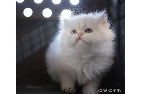 販売中の千葉県のブリティッシュロングヘア-116153の4枚目