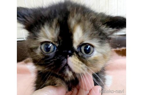 成約済の青森県のエキゾチックショートヘア-116164の1枚目