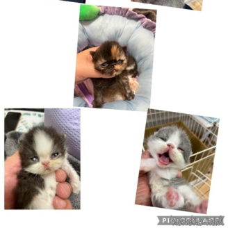 販売中の宮城県のエキゾチックショートヘア-116168の1枚目