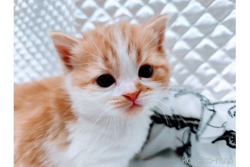販売中の茨城県のスコティッシュフォールド-116172の2枚目