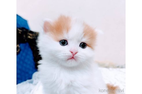 商談中の茨城県のスコティッシュフォールド-116173の1枚目