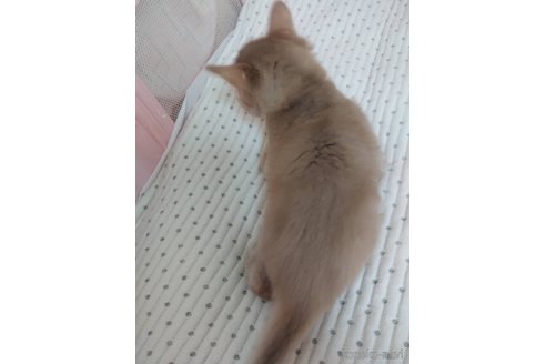 販売中の滋賀県のソマリ-116176の7枚目