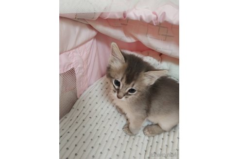 販売中の滋賀県のソマリ-116177の6枚目