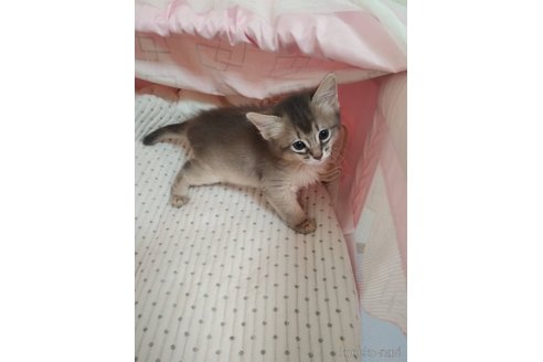 販売中の滋賀県のソマリ-116177の5枚目