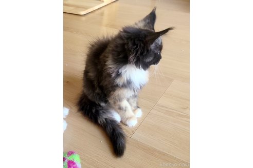 成約済の岡山県のメインクーン-113427の3枚目
