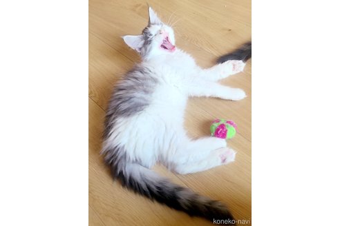 販売中の岡山県のメインクーン-113428の3枚目
