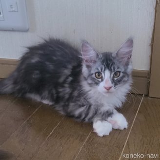 販売中の岡山県のメインクーン-111832の1枚目