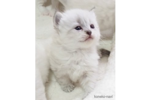 販売中の大阪府のサイベリアン-116181の8枚目