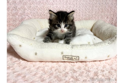 販売中の山口県のノルウェージャンフォレストキャット-116185の5枚目
