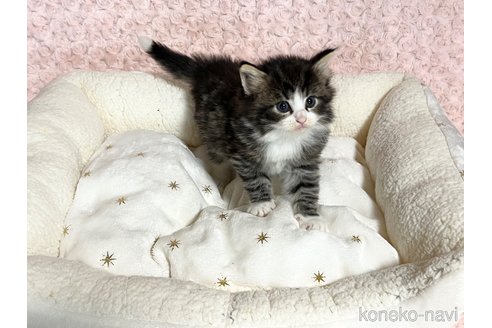販売中の山口県のノルウェージャンフォレストキャット-116185の1枚目