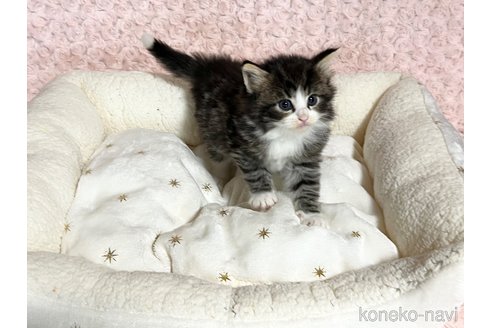 販売中の山口県のノルウェージャンフォレストキャット-116185の3枚目
