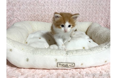 販売中の山口県のノルウェージャンフォレストキャット-116187