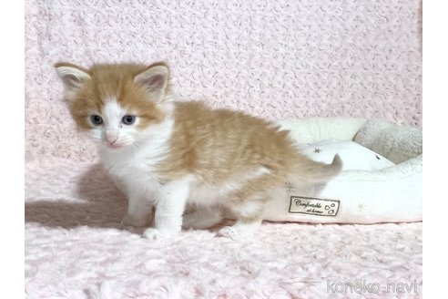 販売中の山口県のノルウェージャンフォレストキャット-116187の3枚目
