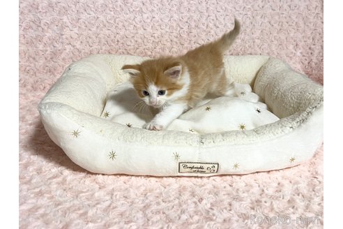 販売中の山口県のノルウェージャンフォレストキャット-116187の2枚目