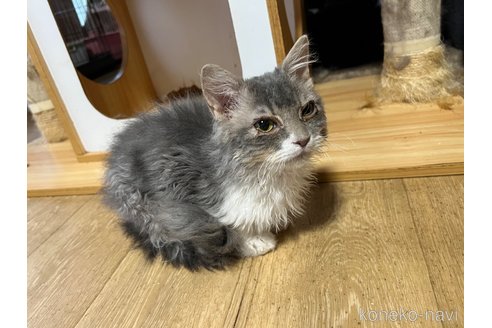 販売中の山口県のセルカークレックス-107288の2枚目