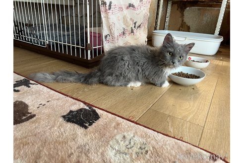 販売中の山口県のセルカークレックス-107287の1枚目