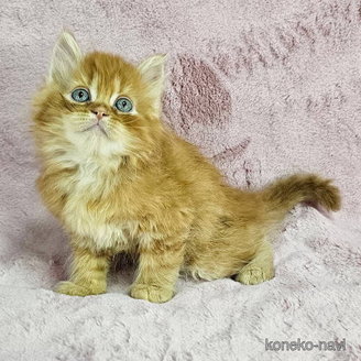 販売中の千葉県のマンチカン-116189の2枚目